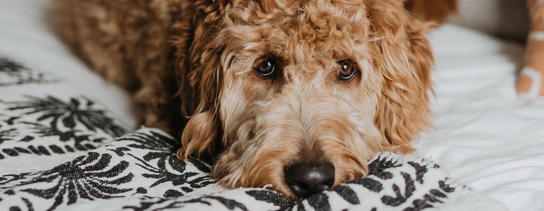 a dog lying on a bed looking