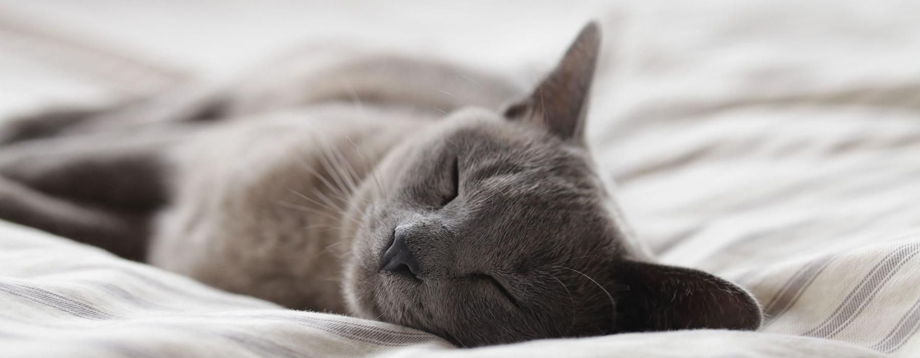 a cat sleeping on a bed